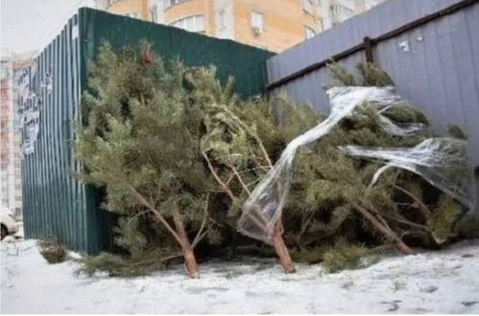Как утилизировать ёлку после новогодних праздников
