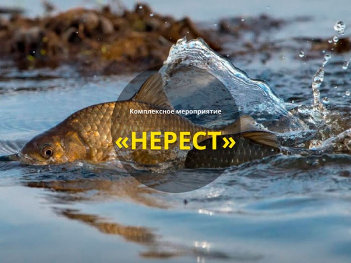 Специальное комплексное мероприятие "Нерест"